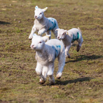 Wellington Park - 01 April 2013 / Lamb in a field