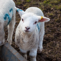 Wellington Park - 01 April 2013 / Lamb in a field