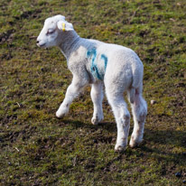 Wellington Park - 01 April 2013 / Lamb in a field