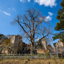 Greys Court - 02 April 2013 / The big oak at Greys Court