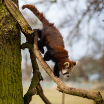 Whipsnade zoo - 07 April 2013 / Red panda at the zoo