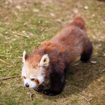 Whipsnade zoo - 07 April 2013 / Red panda at the zoo