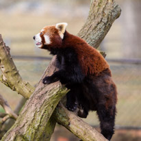 Whipsnade zoo - 07 April 2013 / Red panda at the zoo