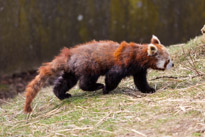 Whipsnade zoo - 07 April 2013 / Red panda at the zoo