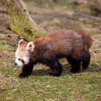 Whipsnade zoo - 07 April 2013 / Red panda at the zoo