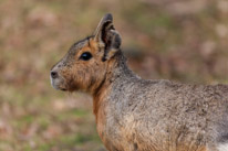 Whipsnade zoo - 07 April 2013 / This is a very strange animal, the maka...