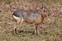 Whipsnade zoo - 07 April 2013 / This is a very strange animal, the maka...