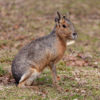 Whipsnade zoo - 07 April 2013 / This is a very strange animal, the maka...