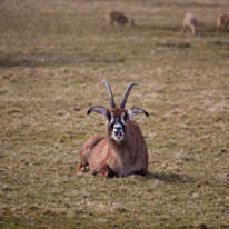 Whipsnade zoo - 07 April 2013 / sort of goat...