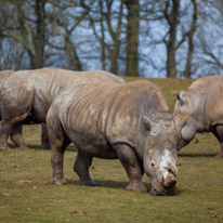 Whipsnade zoo - 07 April 2013 / Big rhino