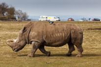 Whipsnade zoo - 07 April 2013 / Big rhino