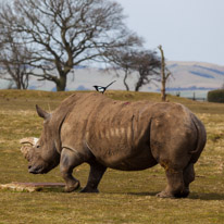 Whipsnade zoo - 07 April 2013 / Big rhino