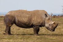 Whipsnade zoo - 07 April 2013 / Big rhino