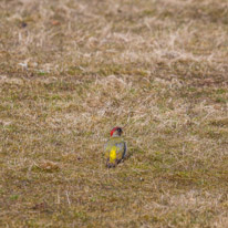 Whipsnade zoo - 07 April 2013 / A woodpecker