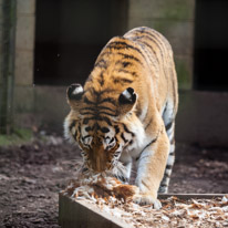 Whipsnade zoo - 07 April 2013 / A big tiger having a chicken for lunch