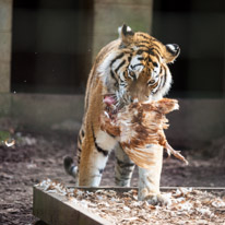 Whipsnade zoo - 07 April 2013 / A big tiger having a chicken for lunch