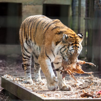 Whipsnade zoo - 07 April 2013 / A big tiger having a chicken for lunch