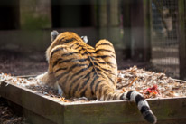 Whipsnade zoo - 07 April 2013 / A big tiger having a chicken for lunch