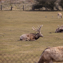 Whipsnade zoo - 07 April 2013 / Deer