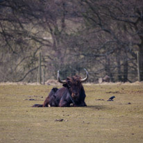 Whipsnade zoo - 07 April 2013 / Yak