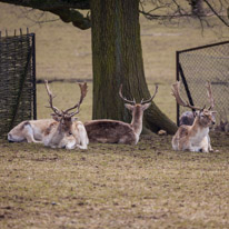 Whipsnade zoo - 07 April 2013 / Deers