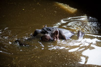 Whipsnade zoo - 07 April 2013 / Hypo swimming in their poo.... the smell in this indoor pool was bad.