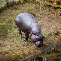 Whipsnade zoo - 07 April 2013 / Pigmy hypo