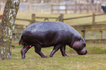 Whipsnade zoo - 07 April 2013 / Pigmy hypo