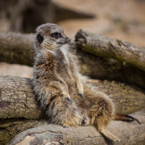 Whipsnade zoo - 07 April 2013 / Merkat