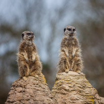 Whipsnade zoo - 07 April 2013 / Merkat