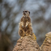 Whipsnade zoo - 07 April 2013 / Merkat