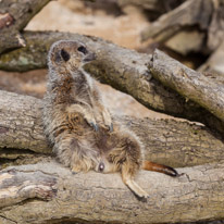 Whipsnade zoo - 07 April 2013 / Merkat