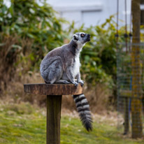 Whipsnade zoo - 07 April 2013 / monkeys