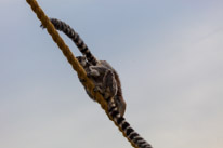 Whipsnade zoo - 07 April 2013 / monkeys