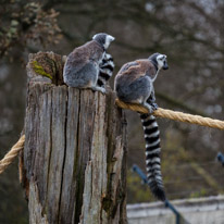 Whipsnade zoo - 07 April 2013 / monkeys