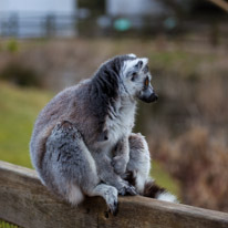 Whipsnade zoo - 07 April 2013 / monkeys