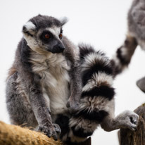 Whipsnade zoo - 07 April 2013 / monkeys