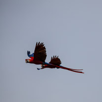 Whipsnade zoo - 07 April 2013 / Parrots