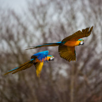 Whipsnade zoo - 07 April 2013 / Parrots