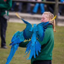 Whipsnade zoo - 07 April 2013 / Parrots