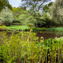 Savill Garden - 19 May 2013 / Savill garden