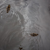 Savill Garden - 19 May 2013 / ducks