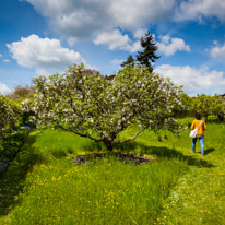 Henley-on-Thames - 25 May 2013 / The Orchard