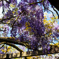 Henley-on-Thames - 01 June 2013 / Wisteria in the garden