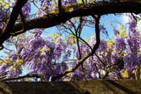 Henley-on-Thames - 01 June 2013 / Wisteria in the garden