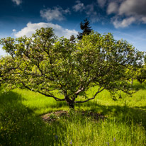 Henley-on-Thames - 01 June 2013 / The Orchard