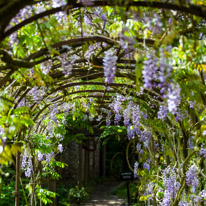 Greys Court - 15 June 2013 / Wisteria