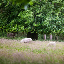 Greys Court - 23 June 2013 / Countryside