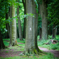 Greys Court - 23 June 2013 / 