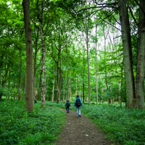 Greys Court - 23 June 2013 / The beautiful forest around Greys Court